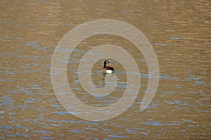 Male Canadian goose afloat on the water