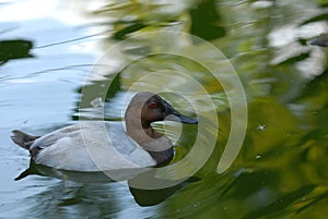 Canvasback Duck