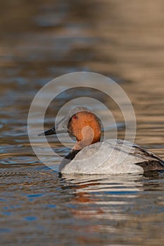 Male Canvasback