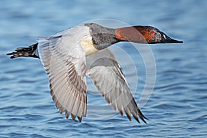 A Male Canvasback in Flight photo