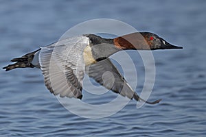 A Male Canvasback in Flight