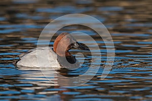Male Canvasback on Pond