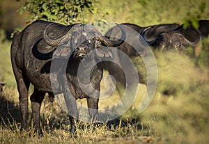 Male cape buffalo with grass in its mouth standing head on facing camera in Moremi Okavango Delta Botswana