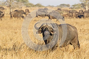 A Male Cape Buffalo with herd, South Africa