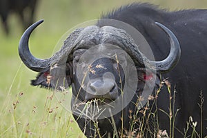 Male Cape Buffalo (Synceros caffer) South Africa