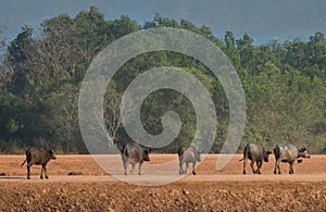 Male cape buffalos walking in the yard