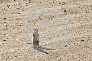 Male Cape Ground Squirrel Standing