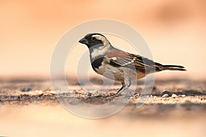 Male cape sparrow, Passer melanurus