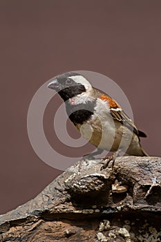 Male Cape Sparrow perched on rock