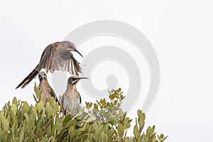 Male Cape sugarbird in flight.