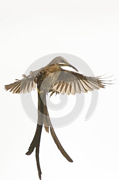 Male Cape sugarbird in flight.