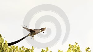 Male Cape sugarbird in flight.