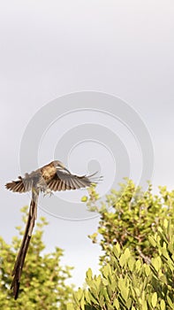Male Cape sugarbird in flight.