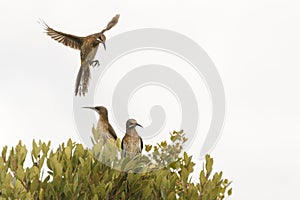 Male Cape sugarbird in flight.