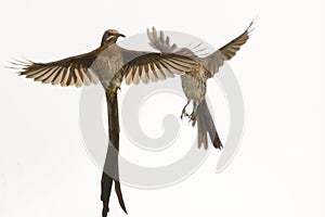 Male Cape sugarbirds in flight.