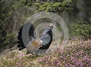 Male capercaillie standing on heather side view photo