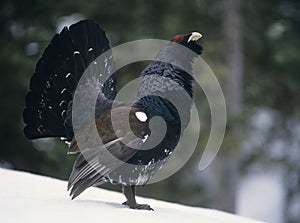 Male capercaillie standing on snow side view photo