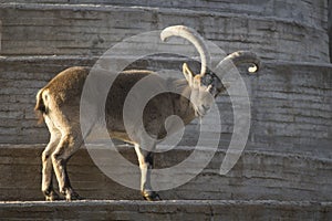 Male of capra pyrenaica in a wall photo