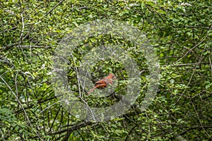 Male cardinal bird in a bush