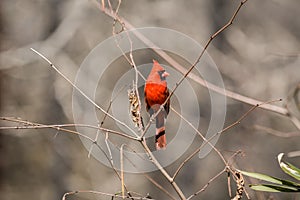 Male cardinal bird closeup
