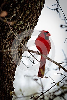 Male Cardinal Bird on a Limb
