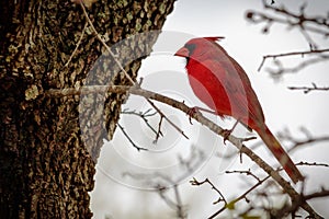 Male Cardinal Bird on a Limb