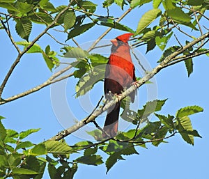 Male Cardinal bird n a Tree