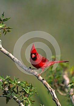 Male Cardinal on Branch
