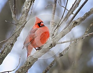 Male Cardinal on Branch