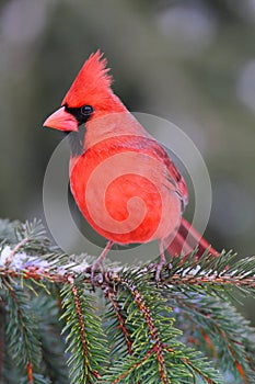 Male Cardinal On A Branch