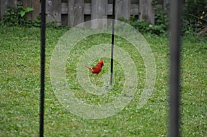 A male Cardinal drops by the backyard..