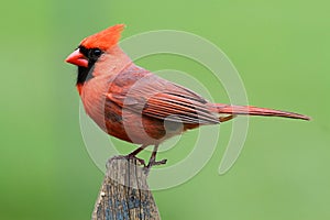 Male Cardinal On A Fence