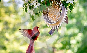 Male cardinal flying to a feeder