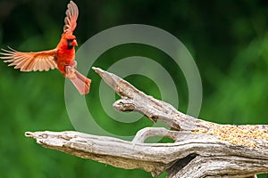 Male Cardinal flying to perch