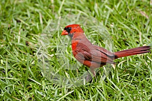 Male Cardinal in Grass