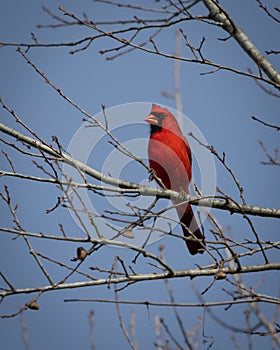 Male Cardinal at Hatchie national wildlife refuge in Tennessee