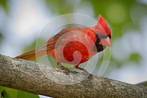 Male Cardinal Observing