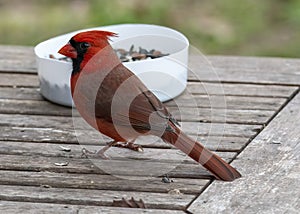 Male Cardinal Perched