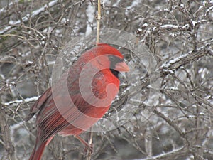 Male Cardinal Perched in a Tree in Winter
