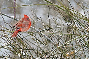 Male Cardinal perches on a limb in a snowstorm.