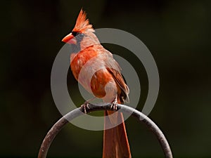 Male Cardinal on a Ring Perch