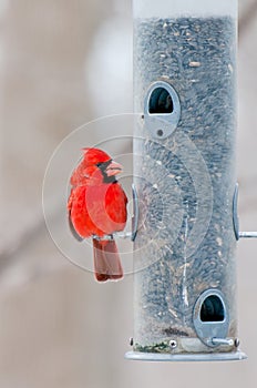 Male cardinal sits on bird feeder