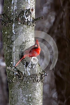 Male cardinal