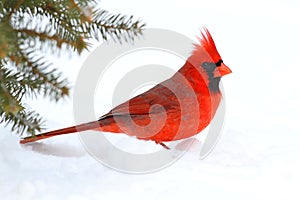 Male Cardinal In Snow