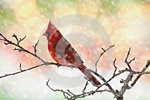 Male Cardinal in Snow