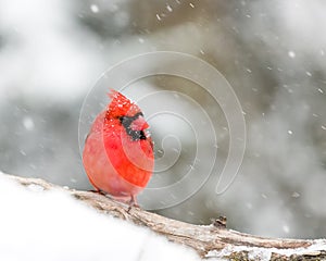 Male Cardinal In The Snow