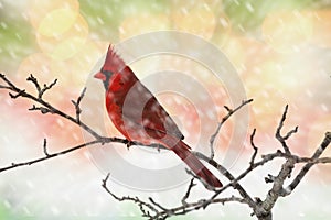 Male Cardinal in Snow photo