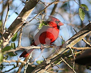 Male cardinal in southern Texas shrubland