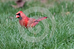 Male Cardinal Southwestern Ontario Canada