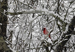 Male Cardinal Stands Out Amid Snow